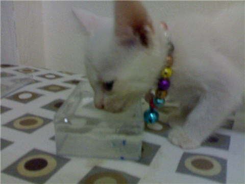 มีแมวผ่านมาให้เลี้ยงตัวนึงแล้วก็ไป ฮ่าๆ บทความที่เกี่ยวข้อง29-November-2008 -- พ่อเข้าพิธีบวชเป็นพระแล้ว.. (1)26-October-2008 -- ไปดูหนัง City of ember (3)13-August-2008 -- วันแม่…ปี51 (0)5-December-2008 -- ผมรัก “พ่อ” ทุกๆ วัน (3)15-November-2008 -- 14-11-51 – ไปพบ อ. ที่มหาลัย + สังสรรค์ +...