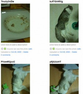 flickr flickr